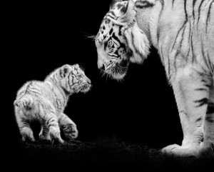 La photo animalière autrement- Les tigres
