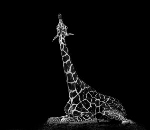 La photo animalière autrement- La girafe