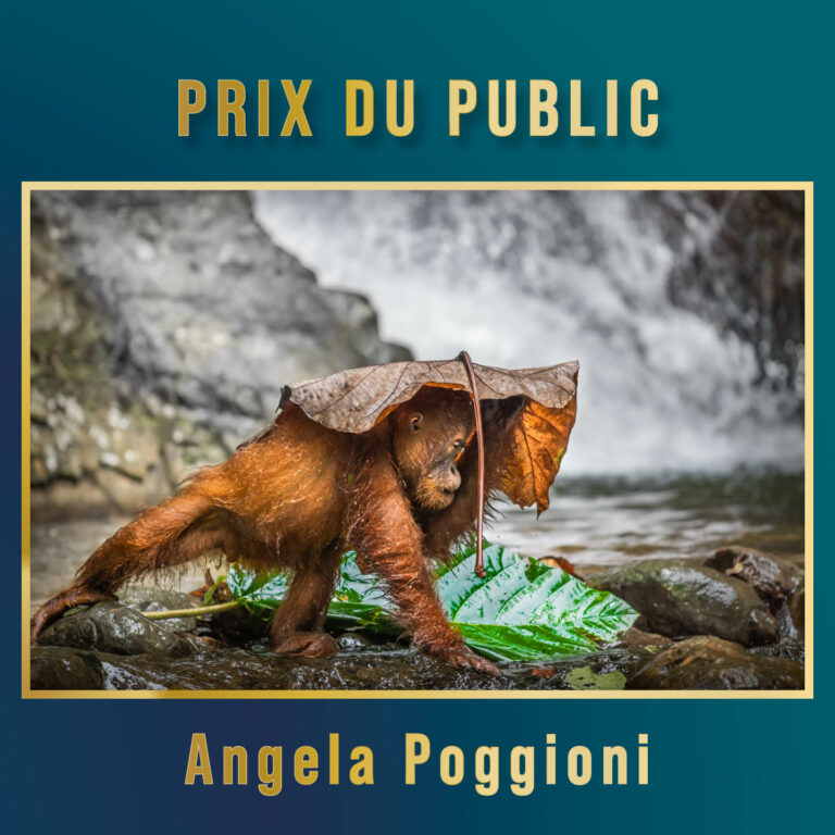 Le Prix du Public 2024