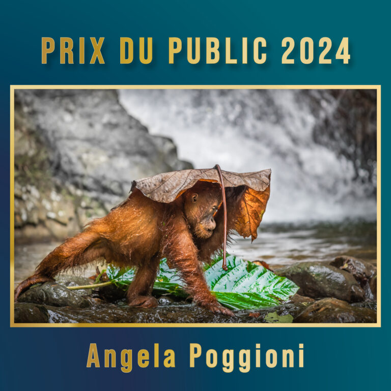 Le Prix du Public 2024