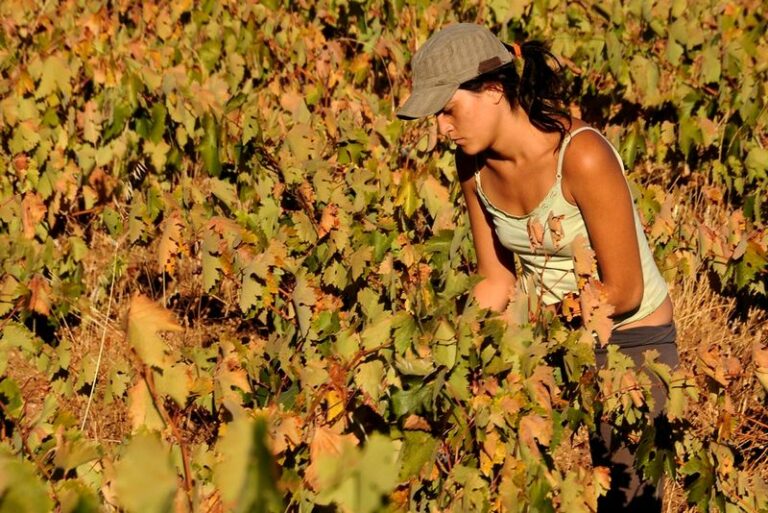 Fabrice Lepissier _ Les viticulteurs Français au Chili